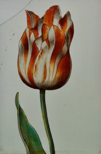 17de-eeuws gebrandschilderd glasstuk met de voorstelling van een rood-witte tulp
