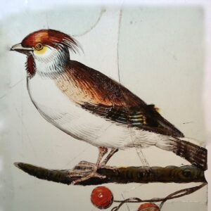 17de-eeuws gebrandschilderd glasstuk met de voorstelling van een vogel met kuif