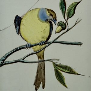 17de-eeuws gebrandschilderd glasstuk met de voorstelling van een vogel met een nootje